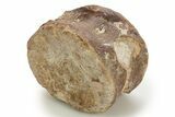 Fossil Plesiosaur Vertebra Centrum - Asfla, Morocco #328655-1